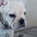 ad_naka_5_dog.jpg